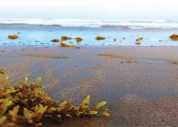 Dos iniciativas dominicanas ganan convocatoria sargazo BID Lab