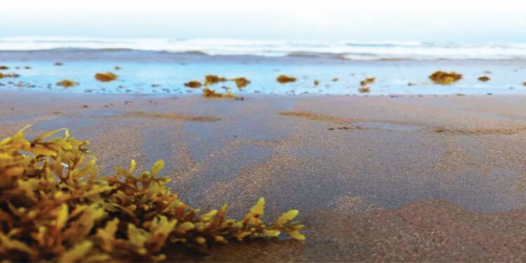 Dos iniciativas dominicanas ganan convocatoria sargazo BID Lab