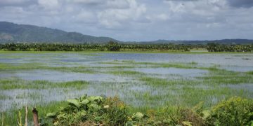 Más de 2,000 tareas de arroz resultan inundadas en El Pozo, María Trinidad Sánchez