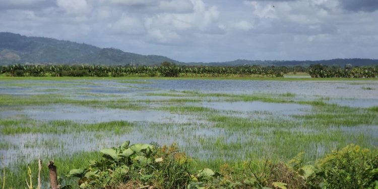 Más de 2,000 tareas de arroz resultan inundadas en El Pozo, María Trinidad Sánchez